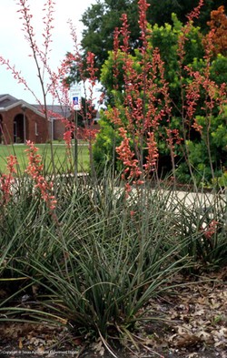 Native Plants | Lantana | AgriLife | NTMWD