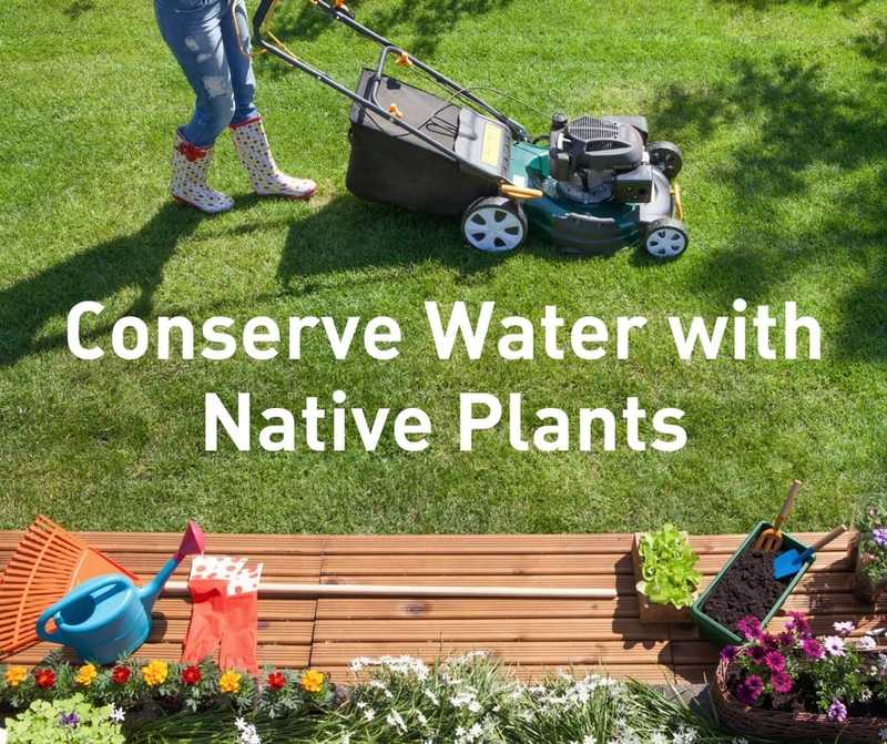 Conserve Water with Native Plants | WFAA | NTMWD